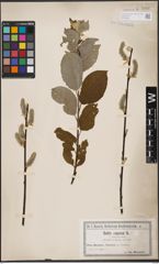 Foto von Salix caprea L.